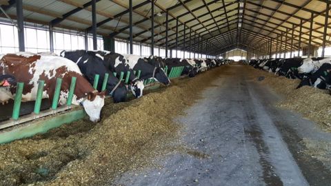 Coup d'arrêt définitif pour la « ferme des 1 000 vaches » dans la Somme