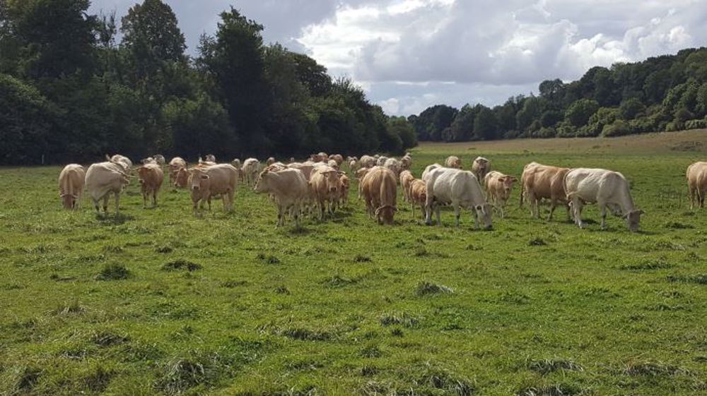 Le système de notation envisagé ne prend pas en compte les « externalités positives » des systèmes d'élevage extensifs. (©Terre-net Média)