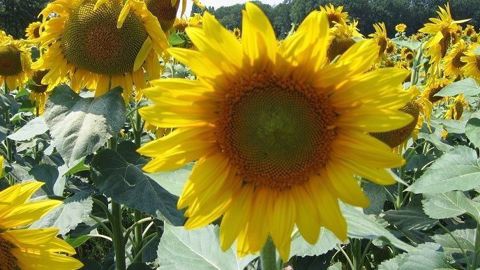 Découvrez les variétés de tournesol recommandées par Terres Inovia pour les semis 2021. (©Terre-net Média)