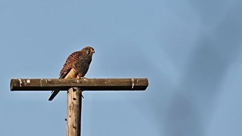 Les perchoirs permettent de favoriser la présence des rapaces et limiter la prolifération des rongeurs. (©Kestrel) Les perchoirs permettent de favoriser la présence des rapaces et limiter la prolifération des rongeurs. (©Kestrel)