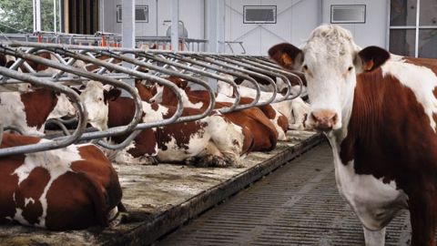 La biosécurité en élevage passe par la conduite du troupeau, l'hygiène, l'alimentation, mais aussi le pâturage, les contacts avec d'autres troupeaux et les intervenants extérieurs, ainsi que le matériel. (©Terre-net Média)