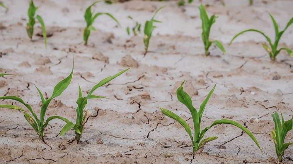Les maïs, semés en Argentine et au Brésil courant novembre, pourraient souffrir de la sécheresse. (©Pixabay)