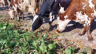 En 2020, encore près de 15 000 UF/ha malgré la sécheresse En 2020, encore près de 15 000 UF/ha malgré la sécheresse