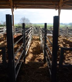 Contention dans un bâtiment bovin viande