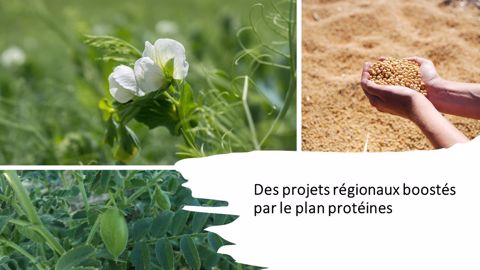 Des projets régionaux en faveur des protéagineux boostés par le plan protéines Des projets régionaux en faveur des protéagineux boostés par le plan protéines