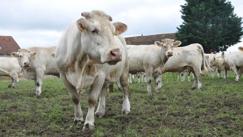 Réduire l'IVV, avancer l'âge au premier vêlage, finir ses réformes... En viande, des pistes existent pour réduire ses émissions de gaz à effet de serre tout en améliorant ses performances technico-économiques. (©Terre-net Média)