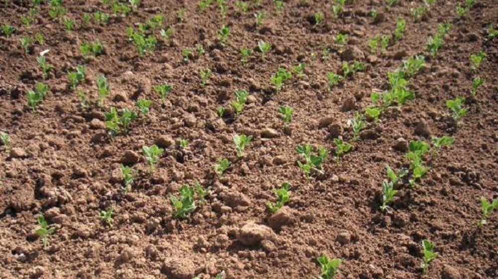 Si vous souhaitez ressemer votre récolte 2020 de protéagineux de printemps sans prendre de risque, une analyse de graines s’impose. (©Terre-net Média)
