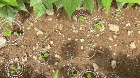 Les images permettent de détecter automatiquement les adventices dans les rangs de haricots. (©Dilepix) Les images permettent de détecter automatiquement les adventices dans les rangs de haricots. (©Dilepix)