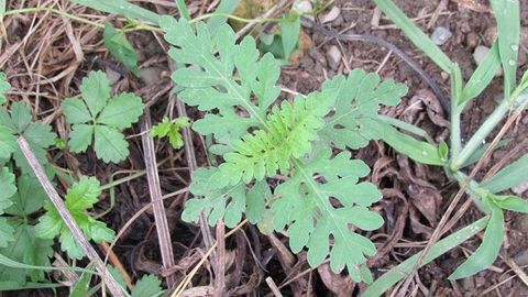 Quels leviers pour une gestion durable de l'ambroisie à feuilles d'armoise ? Quels leviers pour une gestion durable de l'ambroisie à feuilles d'armoise ?