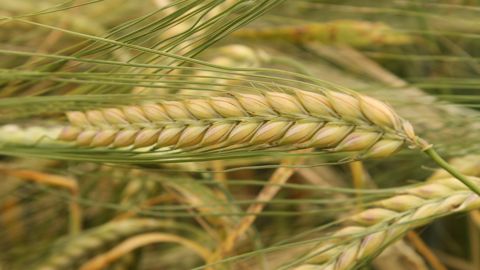 Dans la liste des variétés testées en pilote par le CBMO sur la campagne 2021, figurent notamment CB-Score et Lexy (photo ci-dessus) de la gamme Secobra Recherches. (©Secobra Recherches) Dans la liste des variétés testées en pilote par le CBMO sur la campagne 2021, figurent notamment CB-Score et Lexy (photo ci-dessus) de la gamme Secobra Recherches. (©Secobra Recherches)