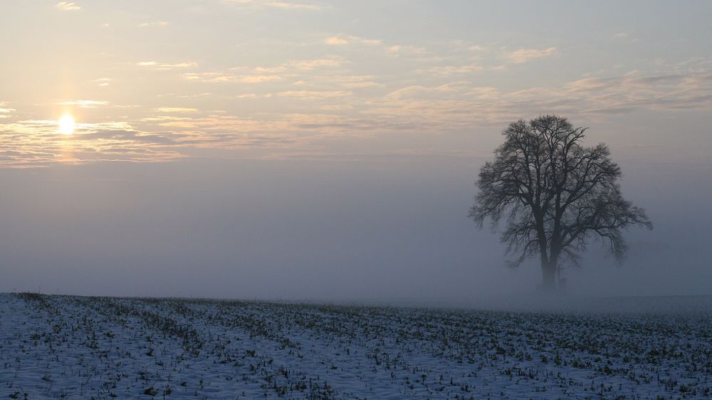 Les baisses de surfaces de colza d'hiver sont particulièrement importantes pour les régions Lorraine et Champagne-Ardenne. (©Pixabay)