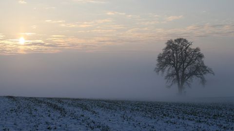 Les baisses de surfaces de colza d'hiver sont particulièrement importantes pour les régions Lorraine et Champagne-Ardenne. (©Pixabay) Les baisses de surfaces de colza d'hiver sont particulièrement importantes pour les régions Lorraine et Champagne-Ardenne. (©Pixabay)