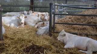 Pour le vétérinaire, la prise en charge de la douleur par des anti-inflammatoires est indispensable lors d'un vêlage difficile. (©Terre-net Média) Pour le vétérinaire, la prise en charge de la douleur par des anti-inflammatoires est indispensable lors d'un vêlage difficile. (©Terre-net Média)