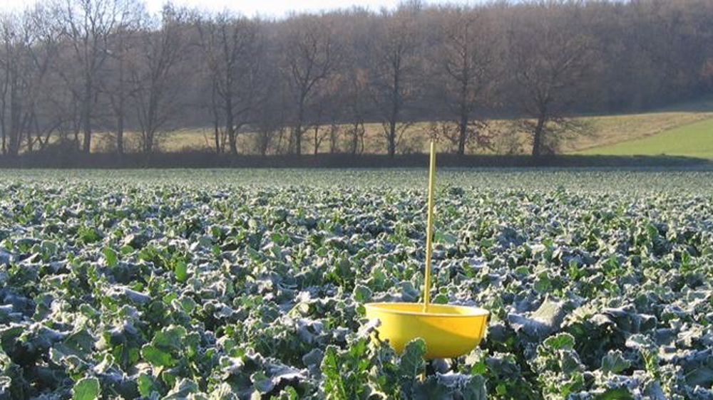 Pour bien appréhender le risque ravageurs, la cuvette jaune doit être positionnée à hauteur de végétation, rappelle Terres Inovia. (©Terres Inovia)