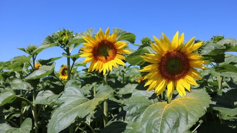 Selon Terres Inovia, le tournesol s’adapte aux sécheresses estivales grâce à sa<strong> </strong>robustesse et à son efficience vis-à-vis de l’eau. (©Terres Inovia) Selon Terres Inovia, le tournesol s’adapte aux sécheresses estivales grâce à sa<strong> </strong>robustesse et à son efficience vis-à-vis de l’eau. (©Terres Inovia)