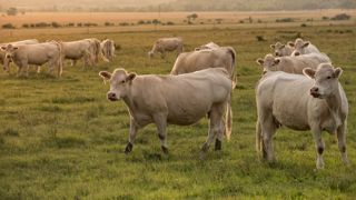 60 % des Français souhaitent que les pouvoirs publics promeuvent davantage les alternatives à la viande. (©Pixabay) 60 % des Français souhaitent que les pouvoirs publics promeuvent davantage les alternatives à la viande. (©Pixabay)