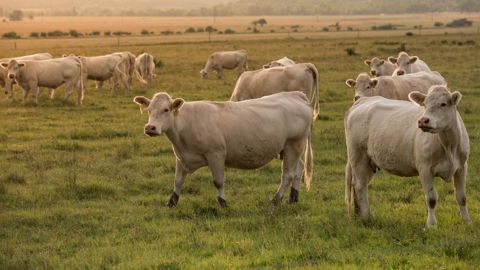 60 % des Français souhaitent que les pouvoirs publics promeuvent davantage les alternatives à la viande. (©Pixabay) 60 % des Français souhaitent que les pouvoirs publics promeuvent davantage les alternatives à la viande. (©Pixabay)