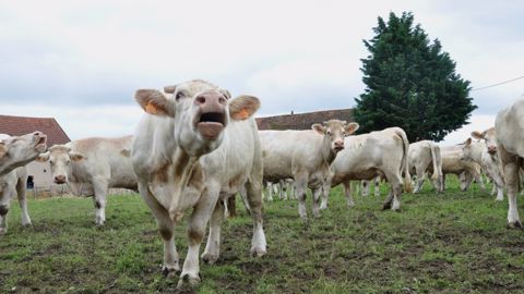 66,8 % des éleveurs réaliseront un premier déprimage de leurs prairies