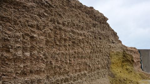 Le risque mycotoxine reste stable depuis deux ans. Pour autant, c'est en Bretagne qu'il est le plus élevé. (©Terre-net Média) Le risque mycotoxine reste stable depuis deux ans. Pour autant, c'est en Bretagne qu'il est le plus élevé. (©Terre-net Média)