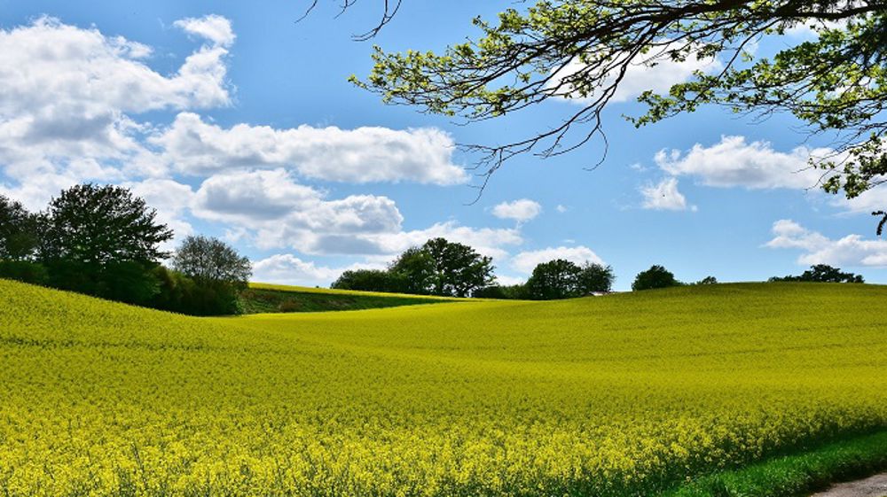 Le climat est favorable aux cultures dans l'hémisphère Nord. (©PixaBay)