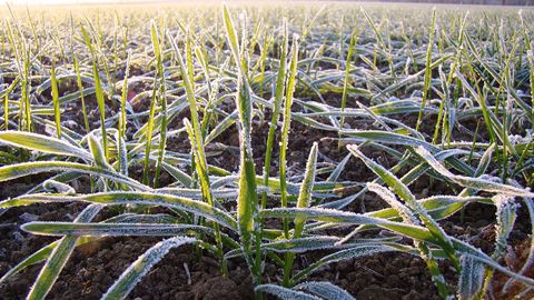 Pour Jean-Charles Deswarte, l’objectif reste de limiter l’exposition des céréales au gel pendant la période sensible qui s’étend de la fin du tallage au début de la montaison (©Arvalis-Institut du végétal)