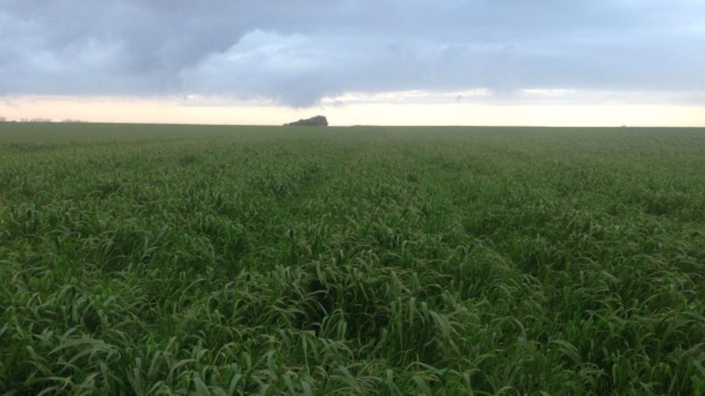 Les chercheurs étudient les plantes des prairies afin de lutter contre le changement climatique. (©Terre-net Média)