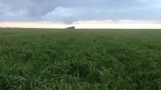 Les chercheurs étudient les plantes des prairies afin de lutter contre le changement climatique. (©Terre-net Média) Les chercheurs étudient les plantes des prairies afin de lutter contre le changement climatique. (©Terre-net Média)