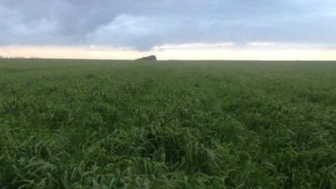 Les chercheurs étudient les plantes des prairies afin de lutter contre le changement climatique. (©Terre-net Média) Les chercheurs étudient les plantes des prairies afin de lutter contre le changement climatique. (©Terre-net Média)