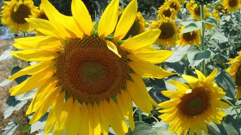 Cinq points clés pour un semis de tournesol réussi