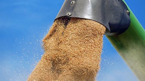 Cette campagne, la production mondiale de blé et de maïs pourrait dépasser le record historique de l'an dernier de 16 Mt et 50 Mt respectivement. (©Pixabay) Cette campagne, la production mondiale de blé et de maïs pourrait dépasser le record historique de l'an dernier de 16 Mt et 50 Mt respectivement. (©Pixabay)
