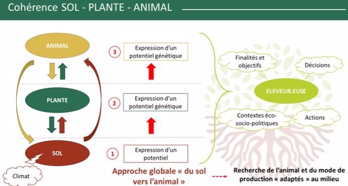 Cohérence sol-plante-animal Cohérence sol-plante-animal