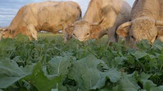 Faire pâturer des couverts d'interculture quand l'herbe vient à manquer Faire pâturer des couverts d'interculture quand l'herbe vient à manquer