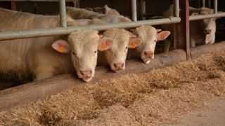 CIWF France veut remettre l’élevage au cœur des enjeux climatiques (©Terre-net Média) CIWF France veut remettre l’élevage au cœur des enjeux climatiques (©Terre-net Média)