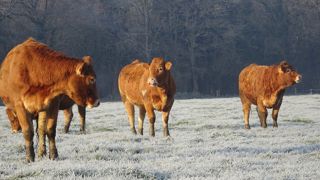 Les bovins ont eu une croissance d’environ 500 g/j, plutôt légèrement supérieure à celle d’un régime en bâtiment. (©Julien Fortin, ferme expé de Thorigné d'Anjou) Les bovins ont eu une croissance d’environ 500 g/j, plutôt légèrement supérieure à celle d’un régime en bâtiment. (©Julien Fortin, ferme expé de Thorigné d'Anjou)