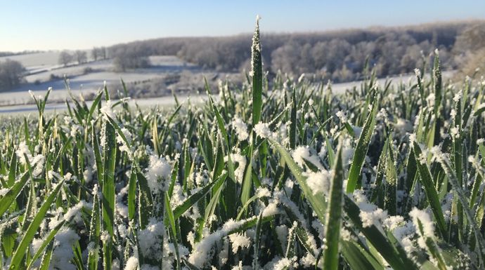 Blé sous la neige