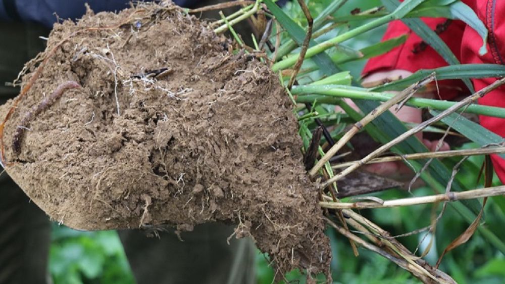 La modification du couvert affecte directement le stockage du carbone dans le sol. (©Terre-net Média)