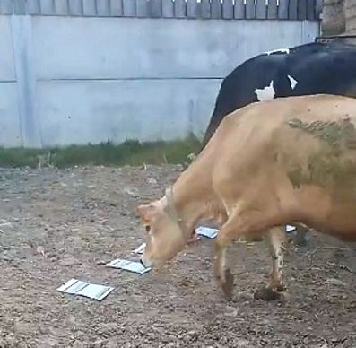 Sortie des vaches au pâturage