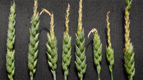 Selon Arvalis, les dégâts foliaires sur céréales à paille ne sont que transitoires et peu impactants. Pour le diagnostic, l'institut se focalise sur l'état de l'épi dans les tiges. (©Arvalis-Institut du végétal)