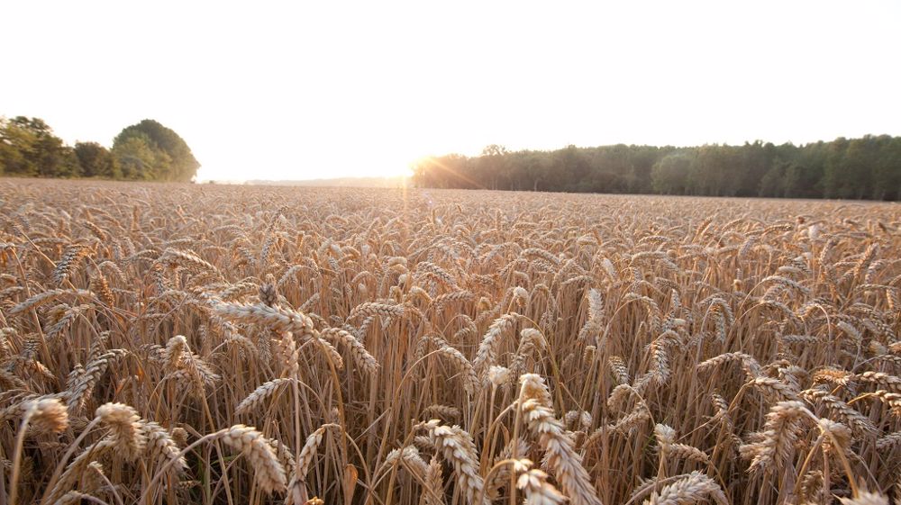 « En associant des lignées parentales qui ont chacune des caractéristiques innovantes, nous pourrons proposer aux agriculteurs des variétés de blé qui répondent aux principaux problèmes auxquels ils sont confrontés dans n'importe lequel de leurs champs », explique Laurent Guerreiro, directeur général de RAGT Semences. (©Bayer)