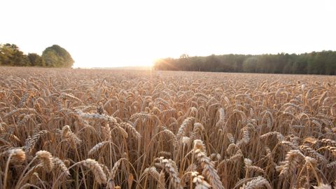 « En associant des lignées parentales qui ont chacune des caractéristiques innovantes, nous pourrons proposer aux agriculteurs des variétés de blé qui répondent aux principaux problèmes auxquels ils sont confrontés dans n'importe lequel de leurs champs », explique Laurent Guerreiro, directeur général de RAGT Semences. (©Bayer) « En associant des lignées parentales qui ont chacune des caractéristiques innovantes, nous pourrons proposer aux agriculteurs des variétés de blé qui répondent aux principaux problèmes auxquels ils sont confrontés dans n'importe lequel de leurs champs », explique Laurent Guerreiro, directeur général de RAGT Semences. (©Bayer)
