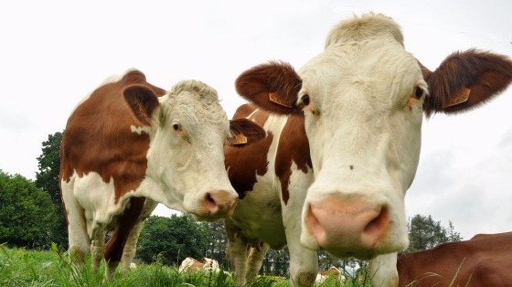 « Gérer le manque d’herbe et conserver du potentiel pour les semaines à venir » (©Terre-net Média)