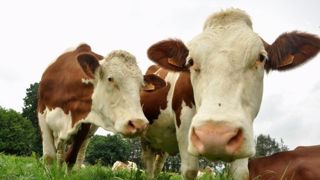 « Gérer le manque d’herbe et conserver du potentiel pour les semaines à venir » (©Terre-net Média) « Gérer le manque d’herbe et conserver du potentiel pour les semaines à venir » (©Terre-net Média)
