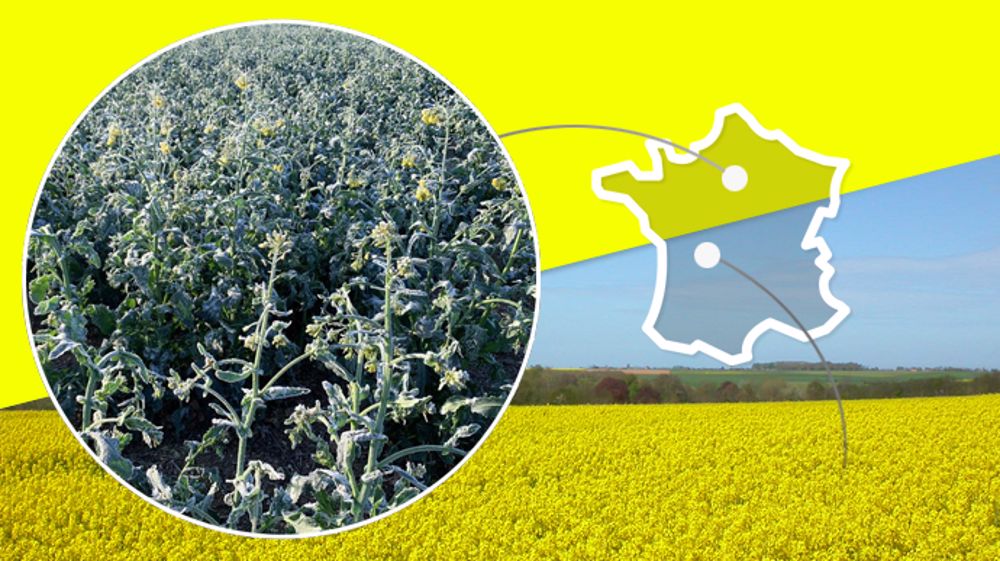 Colzas gelés et colzas fleuris, une situation française contrastée. (©Corteva)