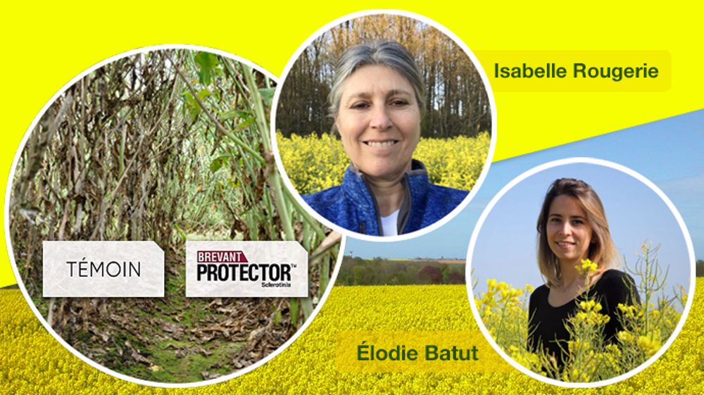 Associer une variété tolérante et un produit de biocontrôle