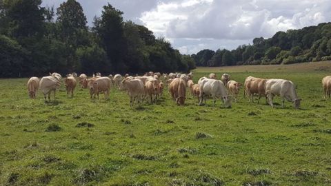 Le foncier et le cheptel font grimper le capital à investir pour une installation en bovins viande. (©Terre-net Média) Le foncier et le cheptel font grimper le capital à investir pour une installation en bovins viande. (©Terre-net Média)