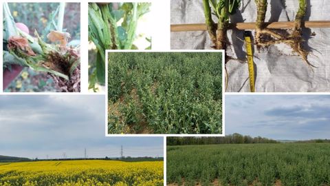 Problèmes de floraison des colzas : des raisons multifactorielles