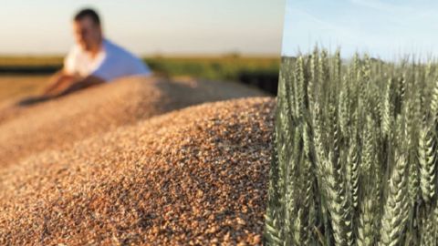 Variété de blé tendre d'hiver, Prestance est « adaptée à tous les territoires ». (©Florimond-Desprez)