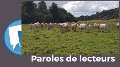 « Quand on voit le prix de certaines reprises d'élevages allaitants... », déplore Jeoffrey Wrobel. (©Terre-net Média) « Quand on voit le prix de certaines reprises d'élevages allaitants... », déplore Jeoffrey Wrobel. (©Terre-net Média)