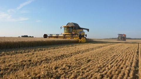 789 millions de tonnes de blé pourraient être produites dans le monde en 2021/22, un nouveau record ! (©Terre-net Média) 789 millions de tonnes de blé pourraient être produites dans le monde en 2021/22, un nouveau record ! (©Terre-net Média)