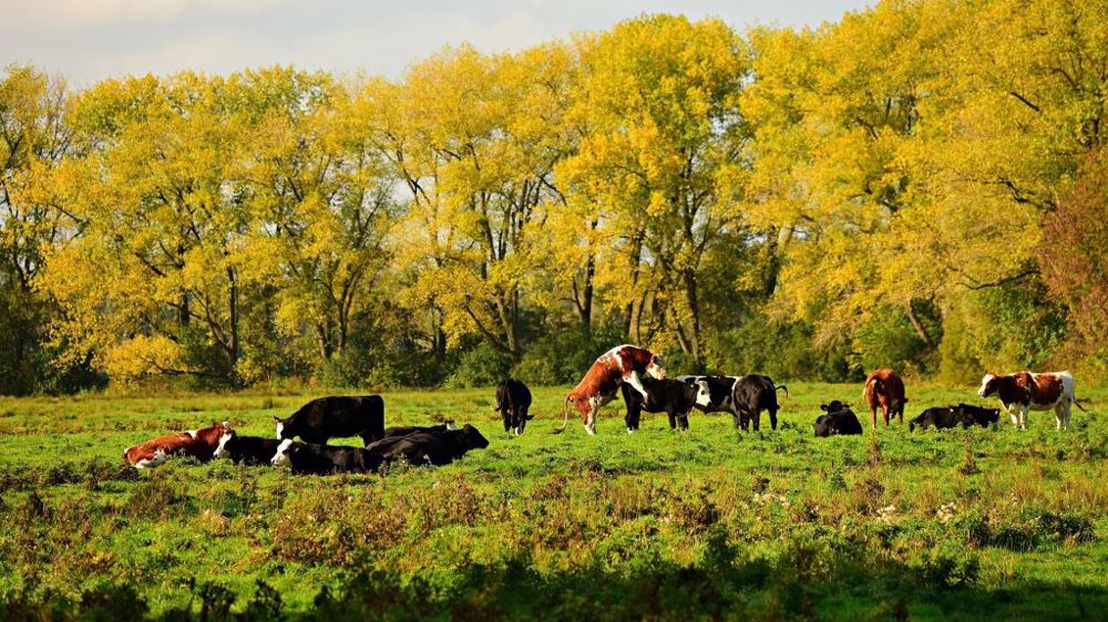 Pour les lecteurs de Web-agri, si la répartition des aides de la future Pac est importante, elle ne doit pas éclipser le vrai sujet des prix payés à la production. (©Pixabay)